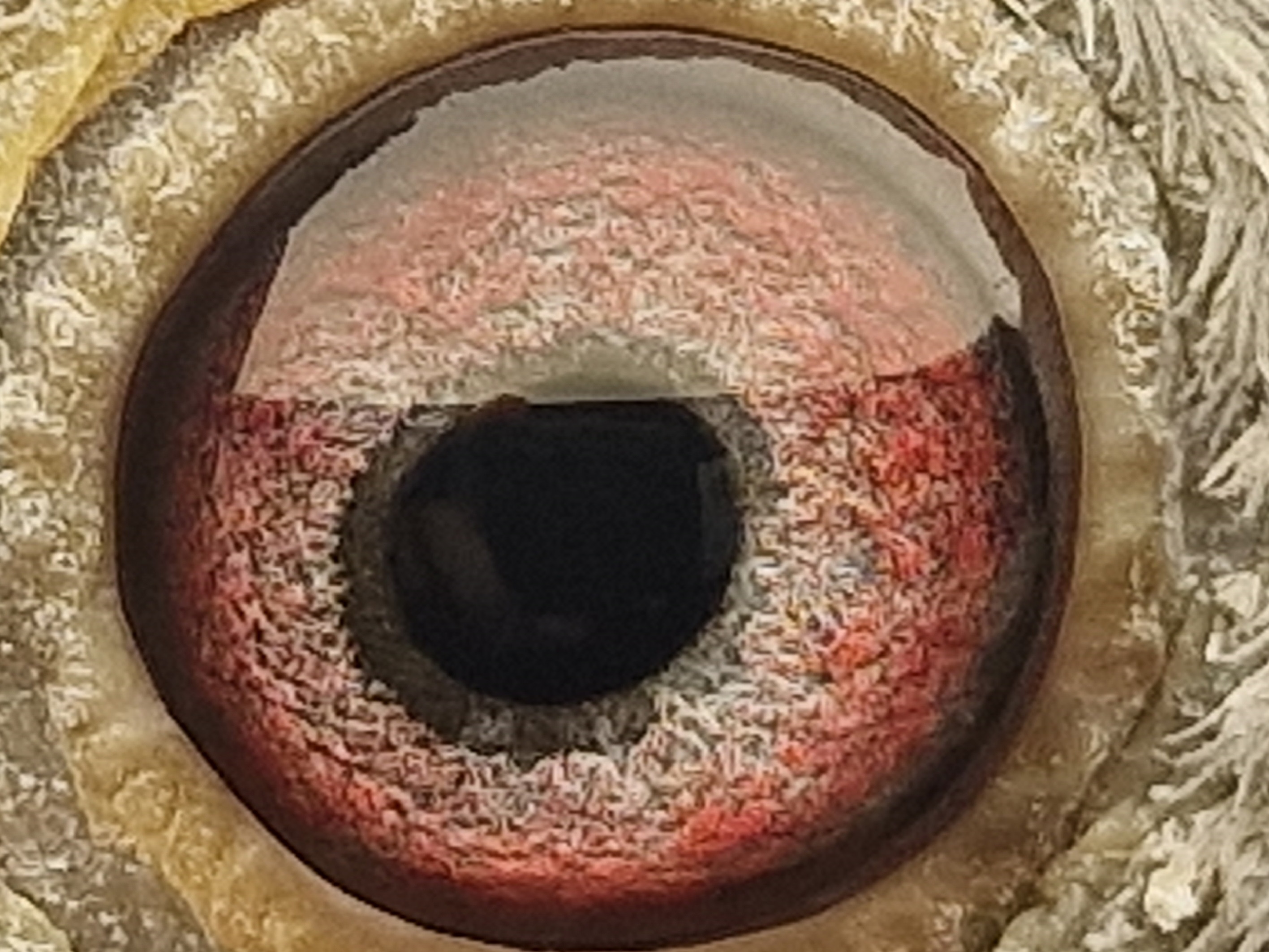 Pigeon eye